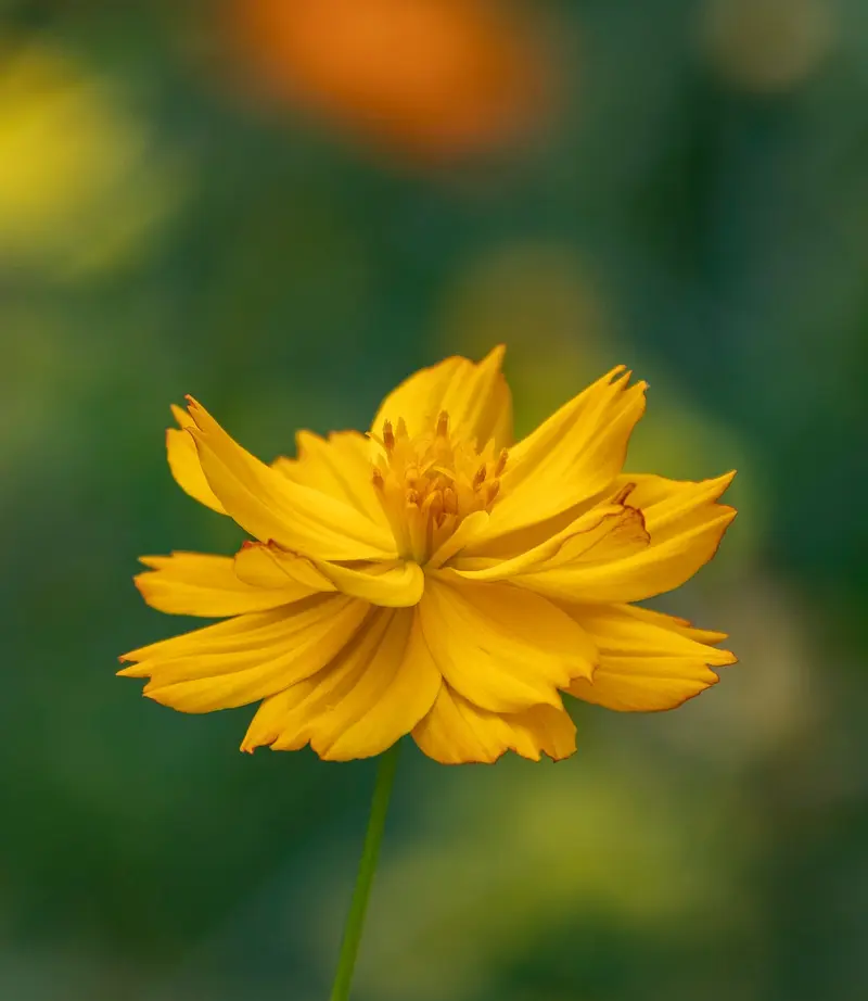calendula oil carotenoids why its golden why that matters