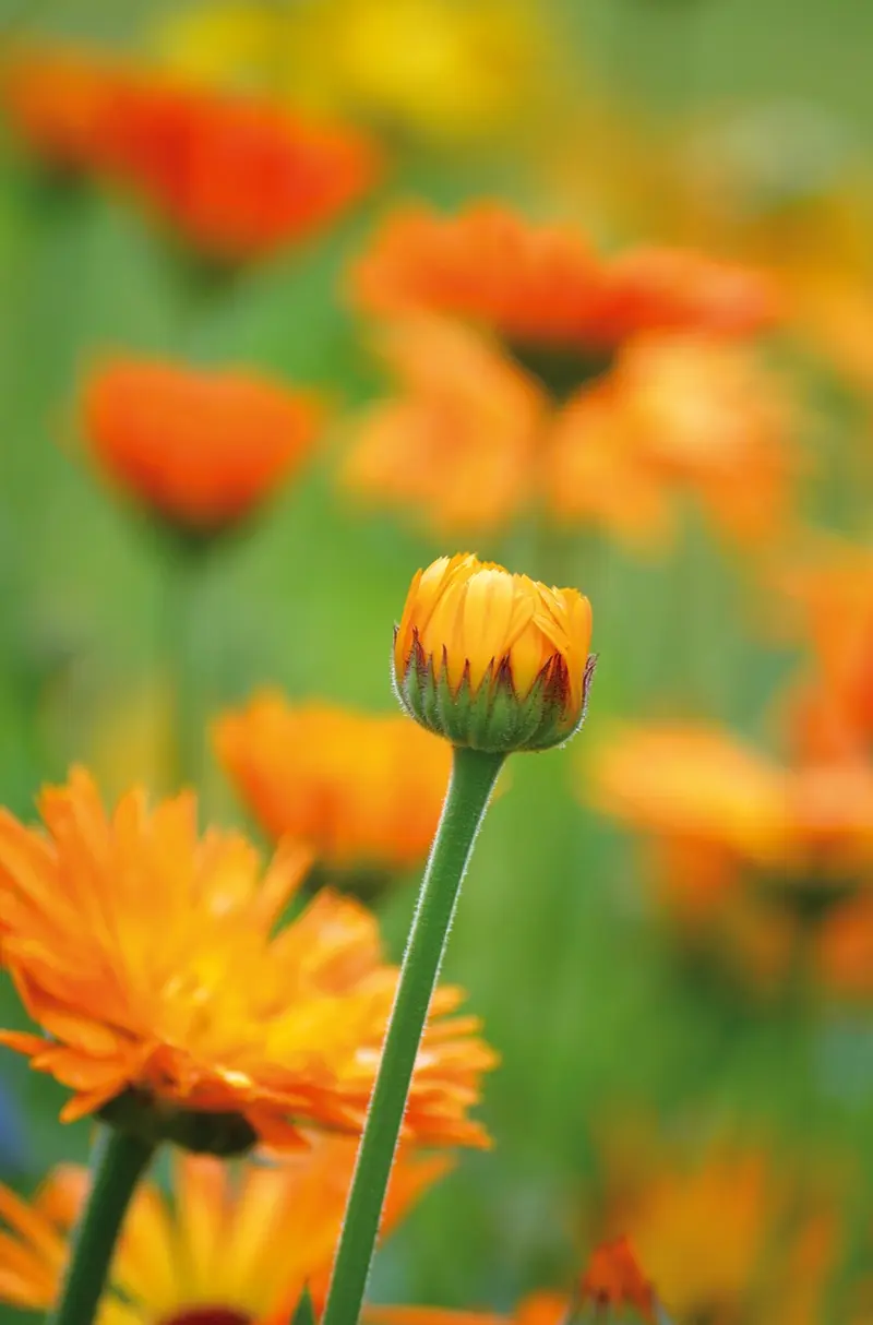 calendula oil the rise of botanical skincare 2026 trends