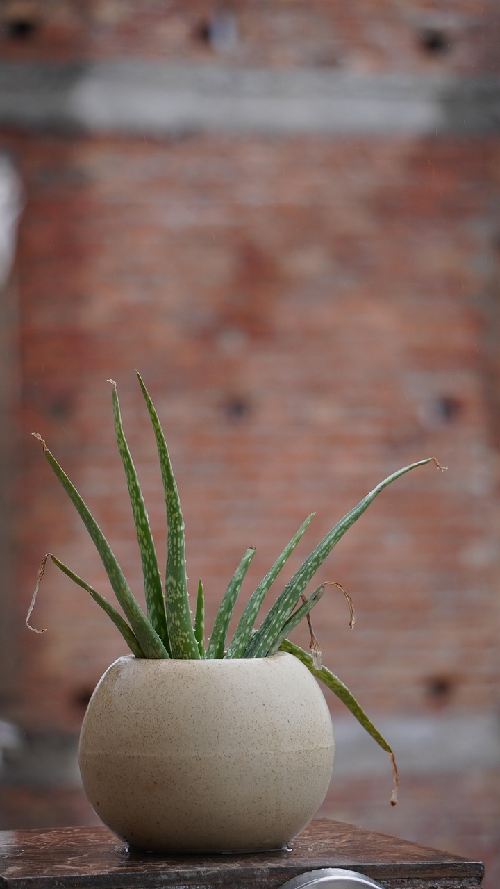 calendula oil vs aloe vera for sunburn summer skincare