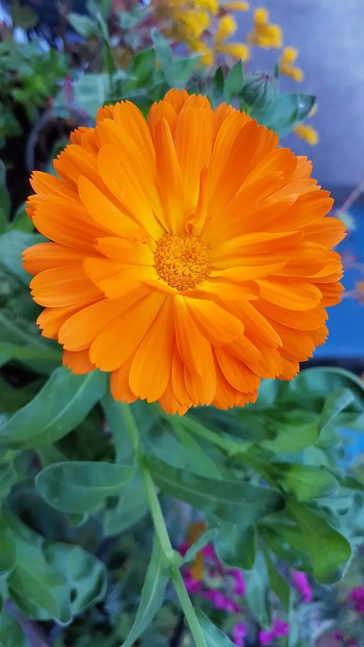 diy calendula oil perfume natural botanical fragrance