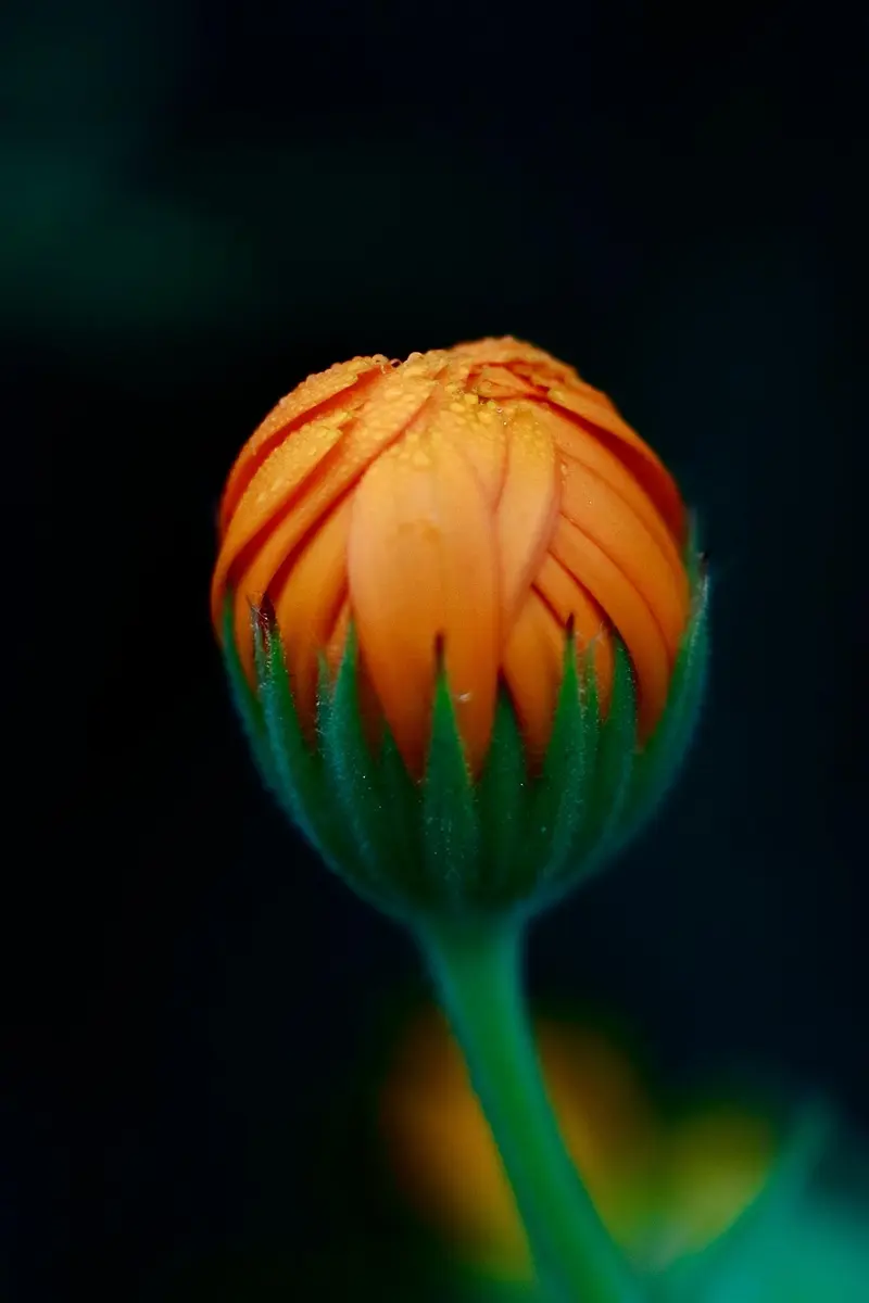 how to dry calendula flowers for oil infusion